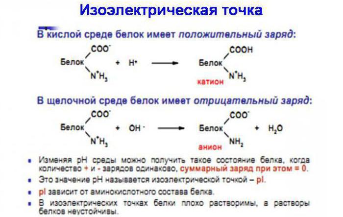 Что такое изоэлектрическая точка белка. Смотреть фото Что такое изоэлектрическая точка белка. Смотреть картинку Что такое изоэлектрическая точка белка. Картинка про Что такое изоэлектрическая точка белка. Фото Что такое изоэлектрическая точка белка