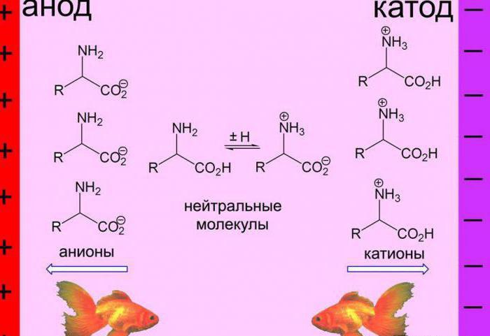 Что такое изоэлектрическая точка белка. Смотреть фото Что такое изоэлектрическая точка белка. Смотреть картинку Что такое изоэлектрическая точка белка. Картинка про Что такое изоэлектрическая точка белка. Фото Что такое изоэлектрическая точка белка