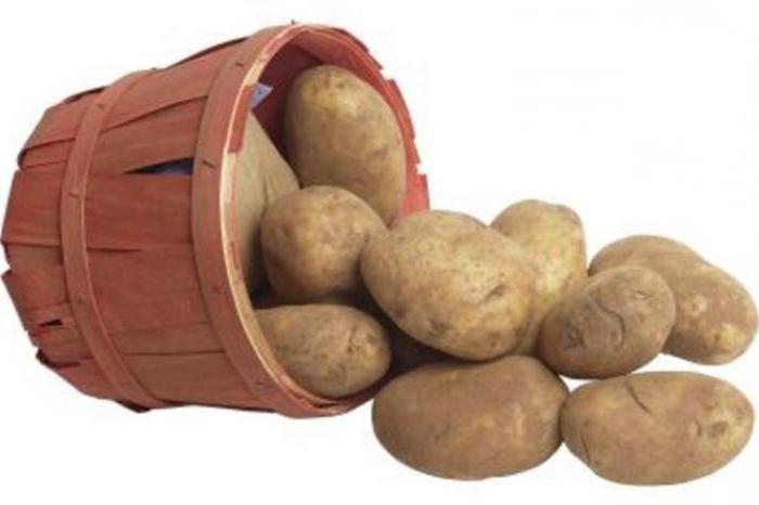 Какой стране впервые начали выращивать картофель?