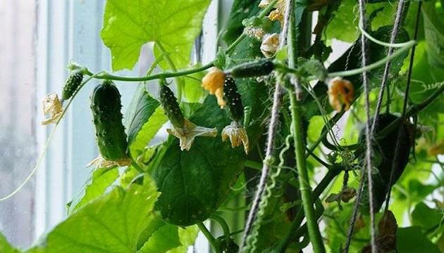 Огурцы на подоконнике зимой: лучшие сорта, особенности выращивания, рекомендации и отзывы