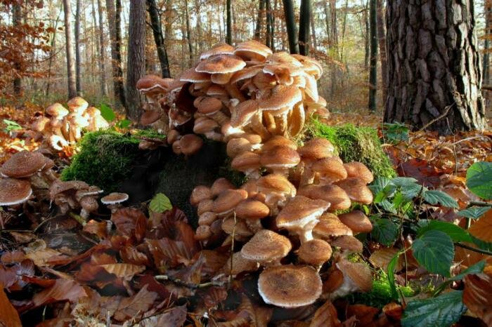 Какие организмы на нашей планете являются самыми большими?