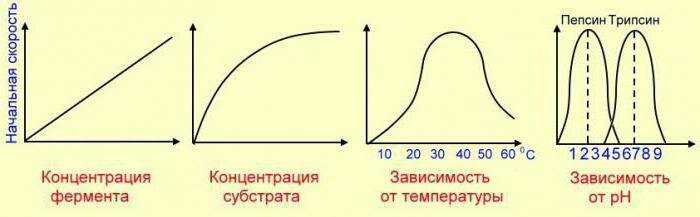 Зависимость скорости реакции от температуры. Уравнение Аррениуса