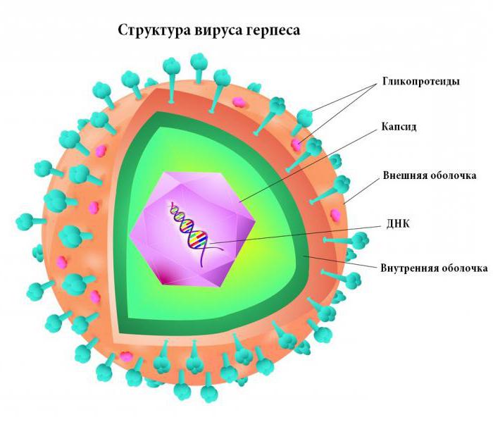 Какие файлы могут быть заражены вирусами