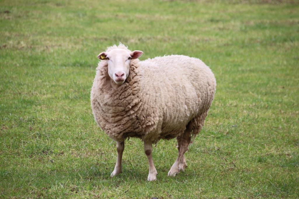 Питание овец. Овца ест сено. Любимая еда овец. Кормление овец.