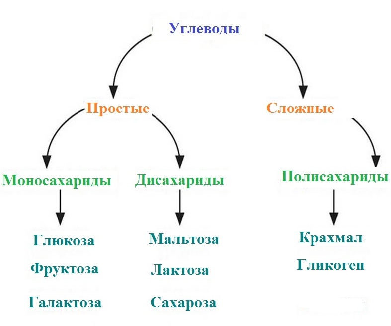 Полисахариды биохимия презентация