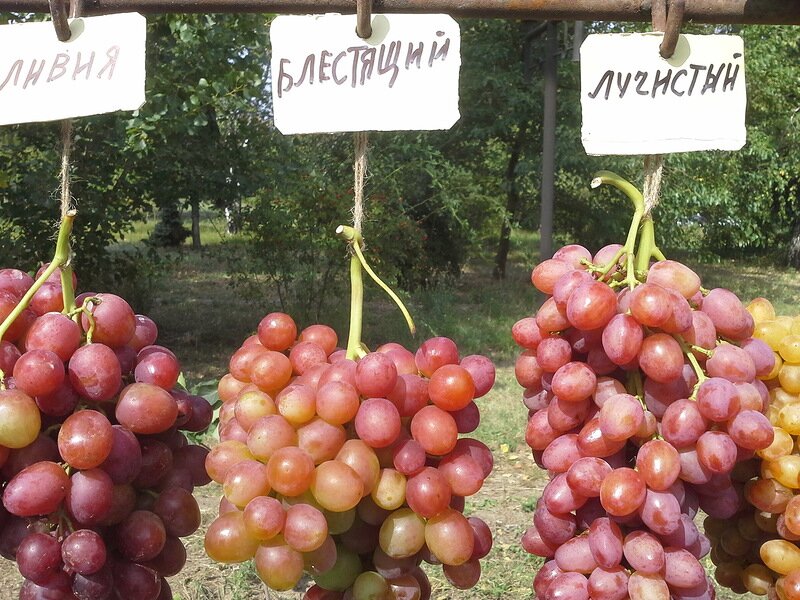 Виноград "блестящий": описание сорта и характеристики, особенности выращивания, секреты высокой урожайности, советы опытных садоводов