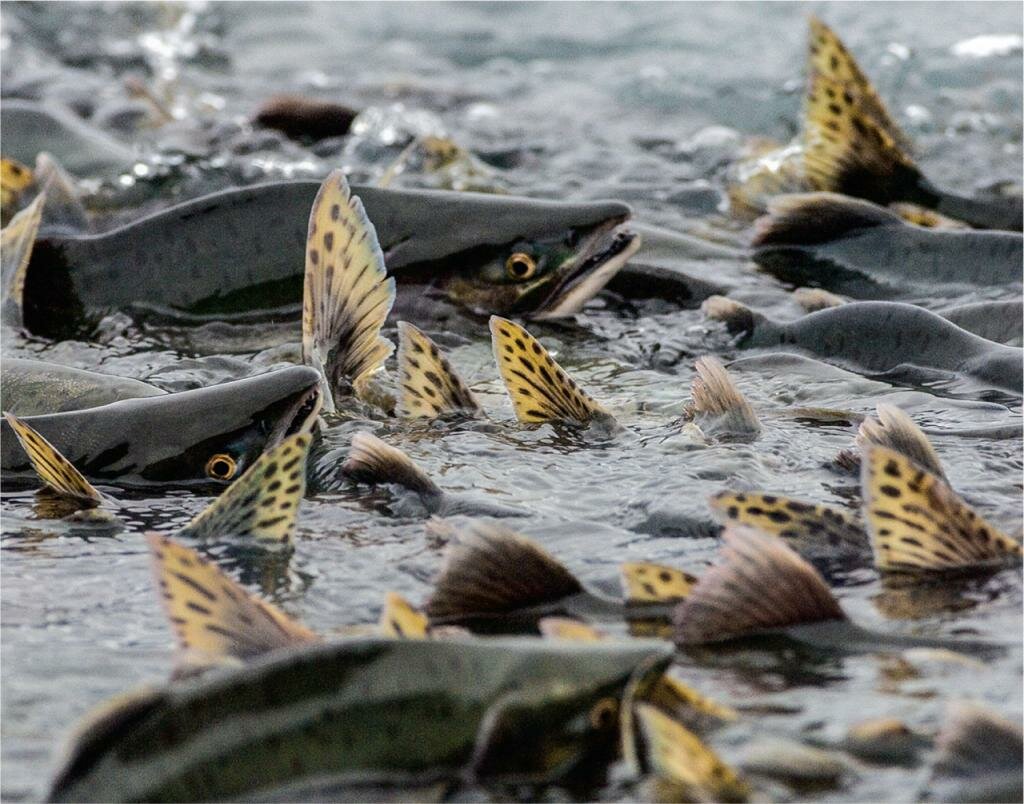 Где водится горбуша: описание и фото, места обитания