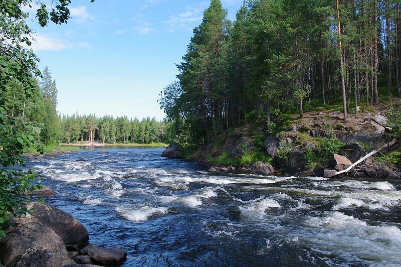 Где водится горбуша: описание и фото, места обитания