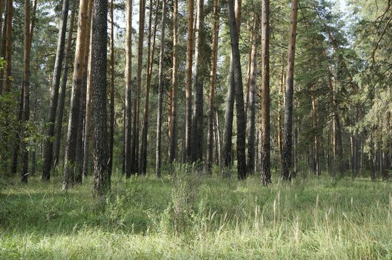 Национальный парк "Бузулукский бор": где находится, как добраться, режим работы и условия для отдыха