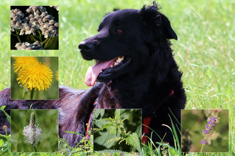 Едят ли собаки траву. Травник собачий собачья. Лечебная трава для собак. Собака на траве. Полезные травы для собак.