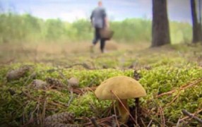 Польский грибник почувствовал неприятный запах в лесу. Оказалось, что он нашел «пальцы дьявола»