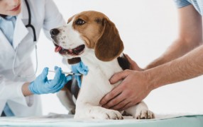 Не делать вовремя вакцинацию и другие ошибки, которые совершают владельцы домашних животных